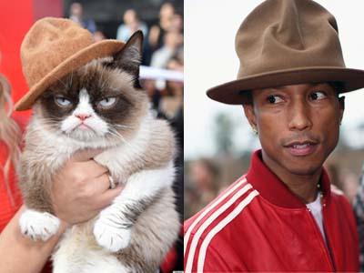 Lucunya, Kucing Bergaya Pharrell William Jadi Tamu VIP di MTV Movie Awards!