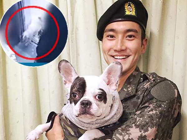 Dirilis Rekaman CCTV Detik-detik Anjing Peliharaan Siwon Serang Korbannya
