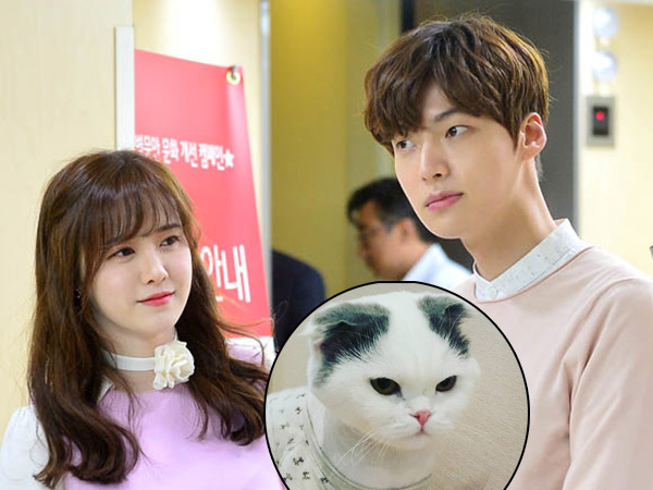 Perkara 'Hak Asuh' Kucing Juga Jadi Masalah Perceraian Goo Hye Sun dan Ahn Jae Hyun