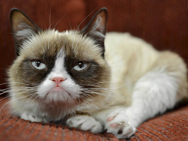 Wah, Si Kucing Terkenal Grumpy Cat Akan Main Film!