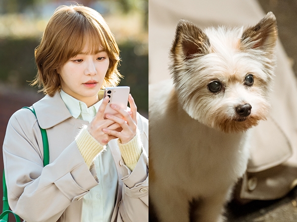 Park Gyu Young Berubah Jadi Anjing Menggemaskan Setelah Cium Cha Eun Woo di A Good Day to Be a Dog