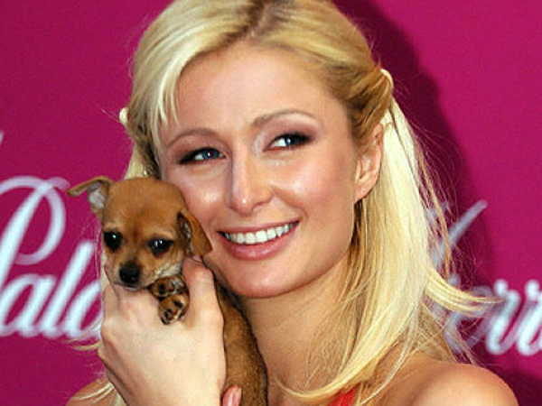 Tinkerbell, Anjing Chihuahua Fenomenal Milik Paris Hilton Mati di Usia 14 Tahun
