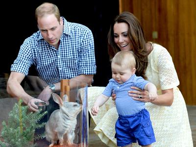 Gemas! Pangeran George Terlihat Senang Bermain dengan Hewan Langka Australia Bilby