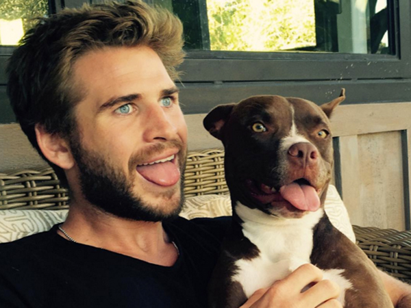 Putus dari Miley Cyrus, Liam Hemsworth Temukan Cinta Sejati di Anjing Adopsinya