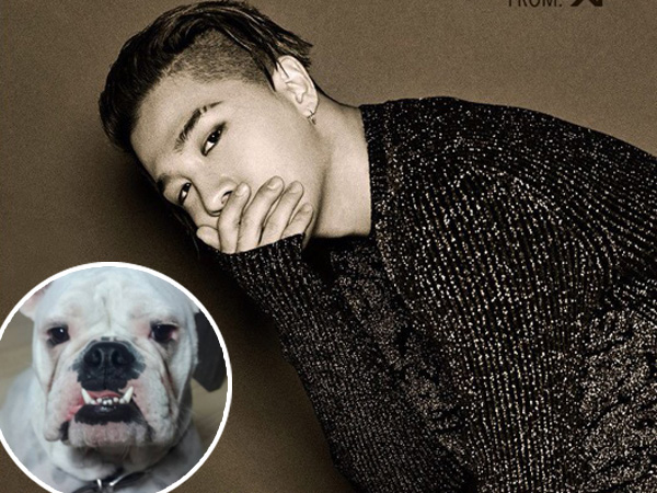 Duh, Anjing Keluarga Taeyang Big Bang Hilang Diculik Orang Tak Dikenal!
