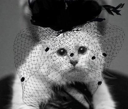 Kehidupan Mewah Choupette, Kucing Karl Lagerfeld yang Dapat Warisan Rp 2,7 triliun