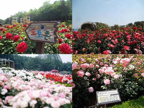 Indahnya Hamparan Berbagai Jenis Mawar Di Million Rose Garden Bucheon