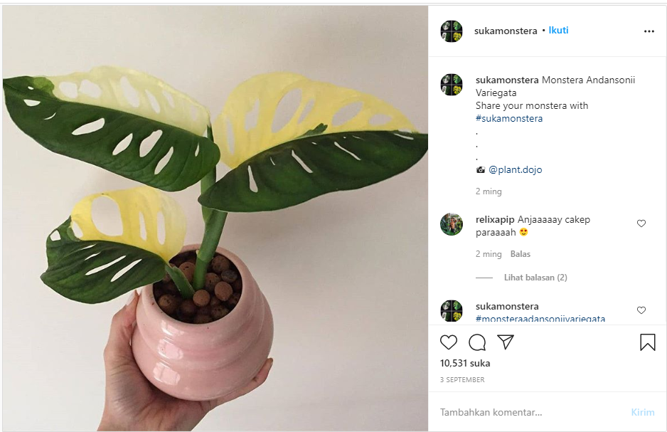 Informasi tentang Harga Bunga Janda Bolong Warna Hijau Putih Viral