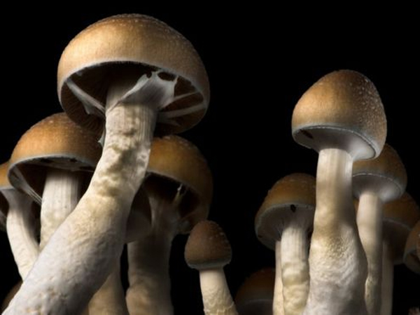 Magic Mushroom Diklaim Dapat Atasi Depresi, Lebih Ampuh Dibanding Antidepresan?