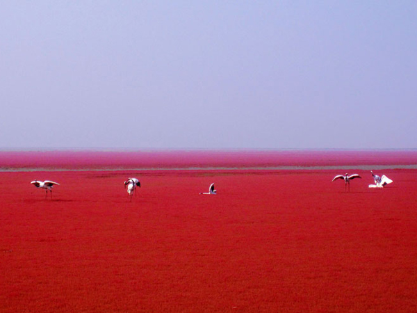Mengintip Pesona Pantai Panjin Cina yang Berwarna Merah Cerah