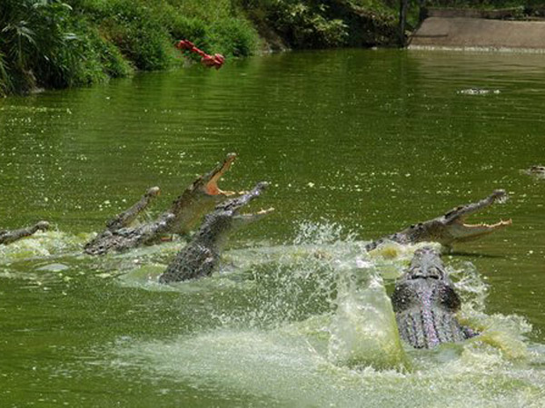 Kondisi 'Ajaib' Jasad Korban dan Pawang yang Diterkam Sadis oleh Buaya Kutai