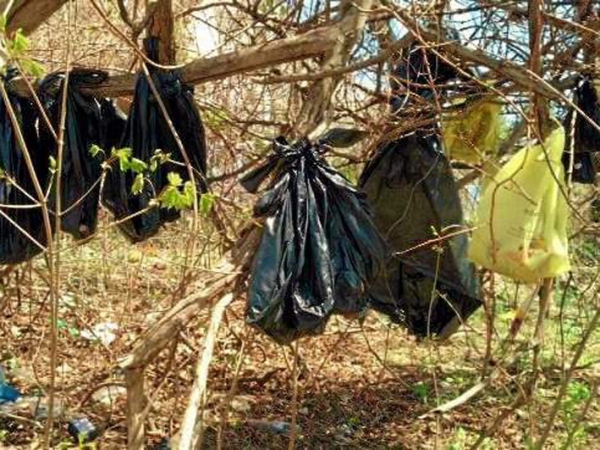 Gantung 25 Bangkai Kucing di Pohon, Pria Ini Ditangkap