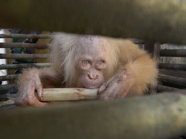 Penemuan Orangutan Albino Langka di Kalteng Jadi Sorotan Media Internasional