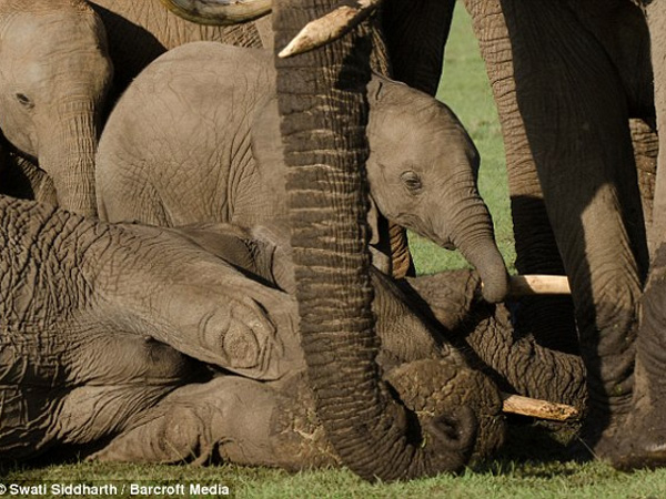 Saksikan Sang Ibu Terbunuh, Bayi Gajah Ini Terlihat Murung dan Alami Trauma