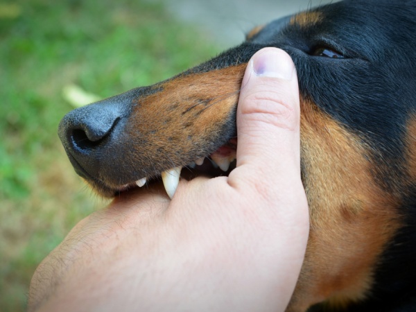 8 Warga Kintamani Digigit Anjing Liar, Diketahui Terjangkit Rabies