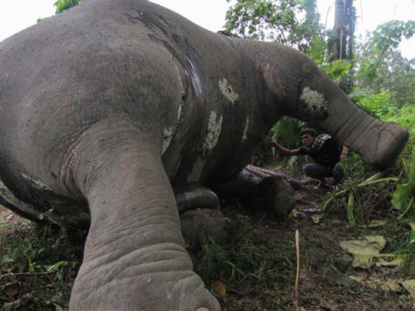 Dua Gajah Diduga Diracun Ditemukan Tewas Mengenaskan di Aceh Jaya