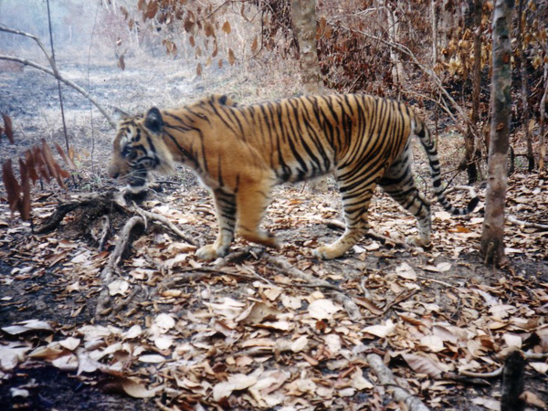 Habitat Dibabat, Harimau Sumatera di Sumsel Tersisa 20-an Ekor