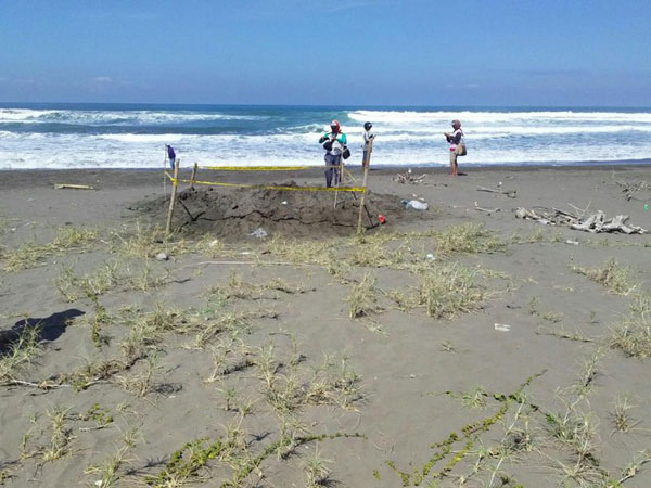 Penemuan Mayat Pria Tato Naga di Pangandaran Ternyata Dikubur Hidup-hidup!