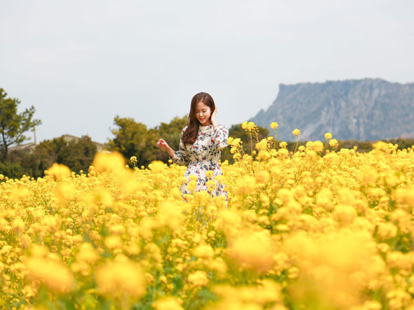 Catat Waktu Bunga Musim Semi Mulai Bermekaran Cantik di Pulau Jeju, Korea Selatan!