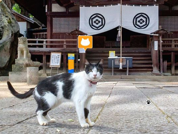 Seru! Sekarang Berkeliling Jepang Bisa Dari Sudut Pandang Kucing!