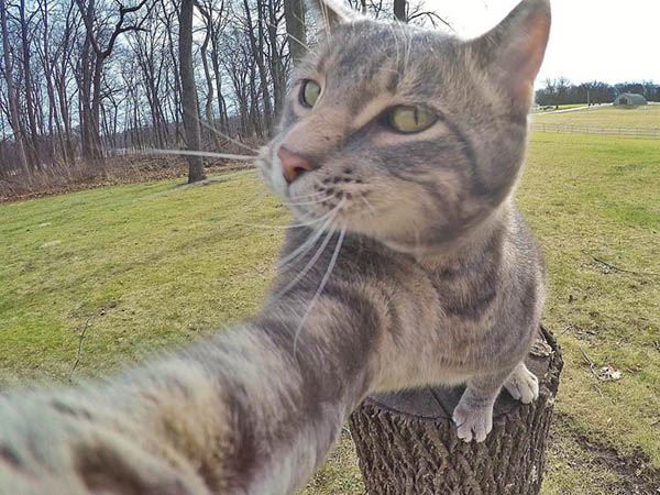 Menggemaskan! Kucing Ini Juga Suka Selfie