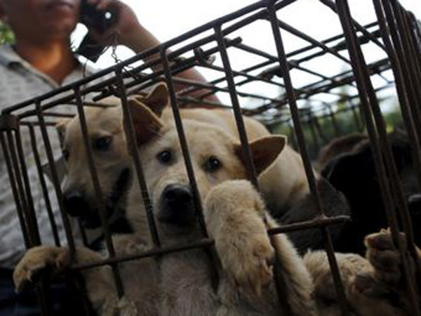 Dikecam Dunia, Festival ‘Pembantaian’ Anjing, Yulin Tetap Digelar