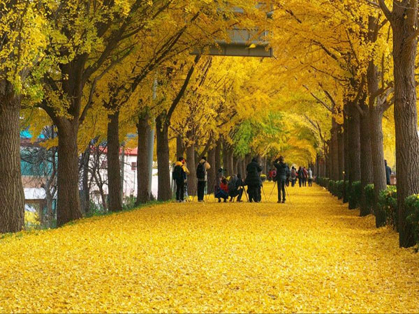 Asan Gingko Tree Road, Jalanan Cantik Saat Musim Gugur