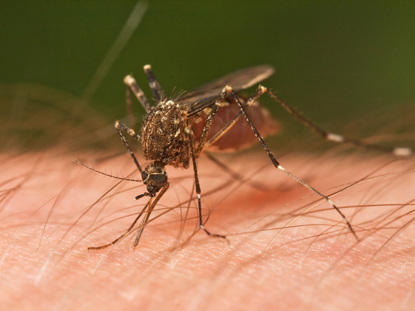 Ini Dia Tips Hindari Gigitan Nyamuk!