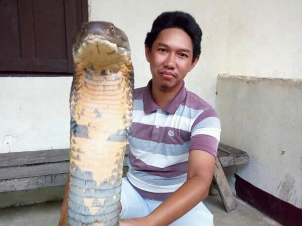 Fakta Mengejutkan Penangkapan King Cobra Raksasa Kalimantan yang Diklaim Terpanjang di Dunia