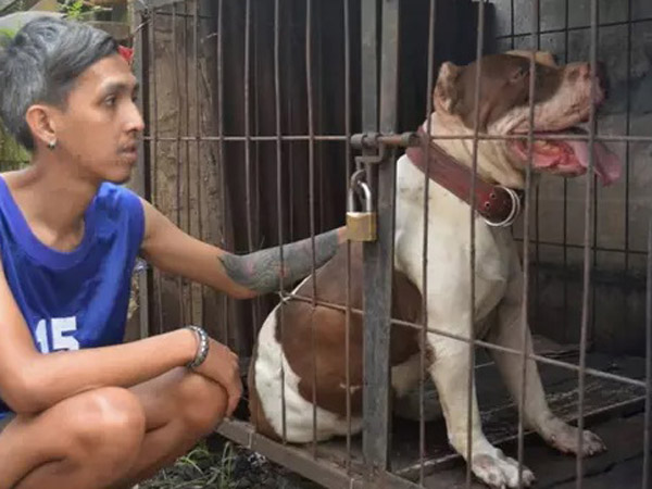 Anjing Pitbull Penggigit Bocah hingga Tewas Diminta untuk Dieksekusi Mati?