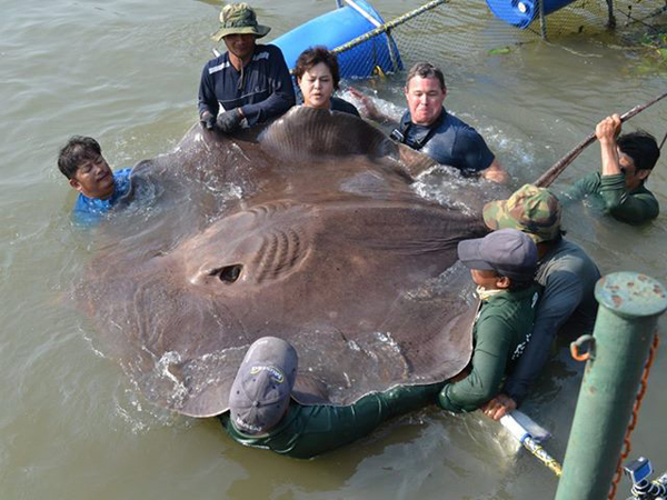 Wow, Ikan Pari Terbesar Ditemukan Di Thailand!