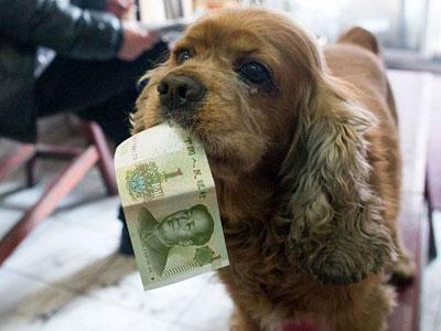 Wow, Anjing Ini Bisa Bedakan Nominal Uang