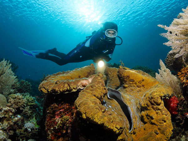 Coba Diving Agar Liburan Lebih 'Kekinian', Simak Dulu Tipsnya