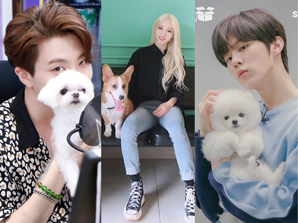 MBC Akan Garap ISAC Versi Anjing Peliharaan Idola K-Pop, Ada 11 Tim