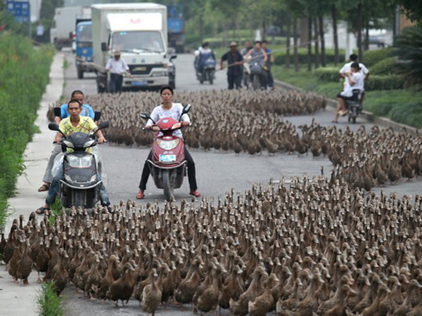 Duh, Ribuan Ekor Bebek Sebabkan Kemacetan di Thailand!