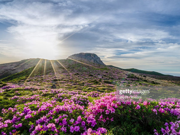 Indahnya Hamparan Bunga Azalea di Gunung Tiga Iklim, Hallasan Park