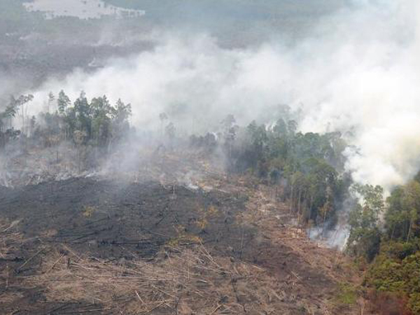 Hingga Oktober 2015, 2.400 Hektare Lahan di Sumsel Terbakar