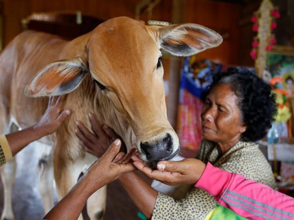 Nenek Ini Percaya Anak Sapi Ini adalah Suaminya