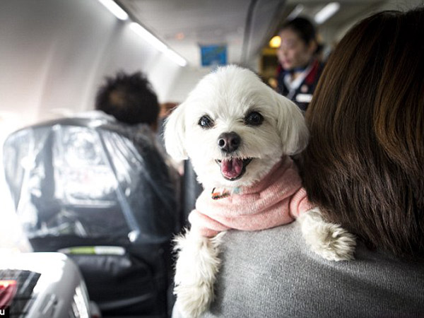 Unik, Maskapai Jepang Ini Izinkan 'Traveling With Dogs' dalam Pesawat!
