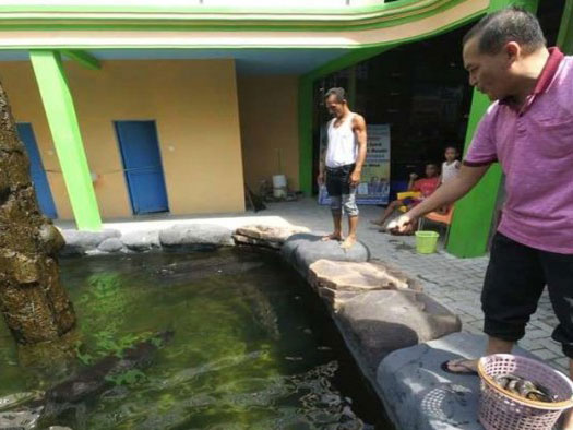 Ternyata Ikan Arapaima Telah Dibudidayakan Di Lokasi Ini Sebelum Dilepas Ke Sungai Brantas!