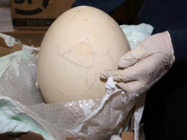 Fosil Telur Burung Gajah Ditemukan di Kantor Bea Cukai!