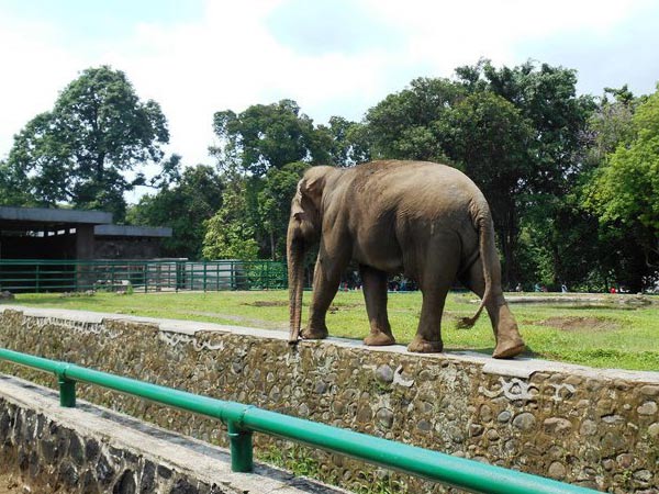Jasad Wanita Ditemukan Tewas di Dekat Kandang Gajah Kebun Binatang Ragunan