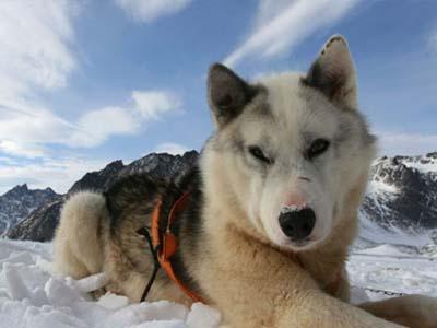 Wow, Taksi Anjing di Norwegia Tawarkan Tarif Fantastis!