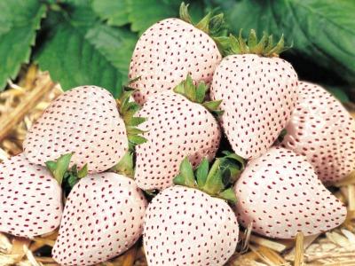 Imutnya, Ada Strawberry Berwarna Putih Dengan Julukan 'Snow White'!