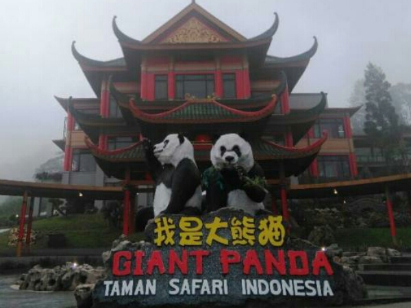 Fauna Khas China Siap Huni Taman Safari Bogor September Mendatang