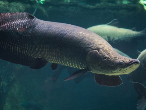 Viral Karena Ditemukan Berukuran Raksasa, Ternyata Ikan Arapaima Berbahaya Dilepas ke Sungai?