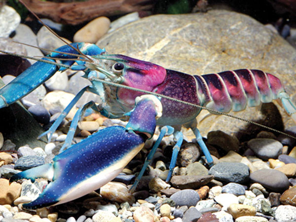 Wow, Lobster Langka Warna Galaxy Ini Ditemukan di Indonesia!