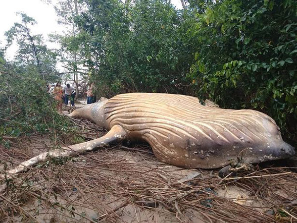 Langka dan Jauh dari Habitat, Bagaimana Paus Bungkuk Bisa Terdampar di Hutan Amazon?