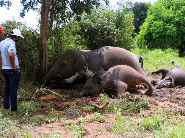 Miris, 7 Gajah di Sri Lanka Mati Diduga Keracunan