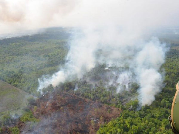 Empat Orang Tewas Akibat Kebakaran Hutan di Kalimantan Barat